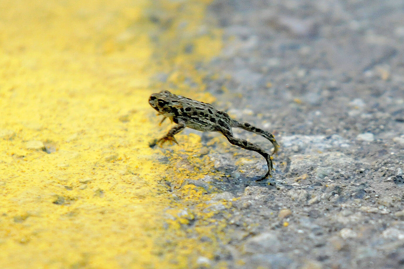 A western toad jumps across a Chilliwack road on July 26, 2010. Friday, May 13, 2022 is Frog Jumping Day. (Jenna Hauck/ Chilliwack Progress file)