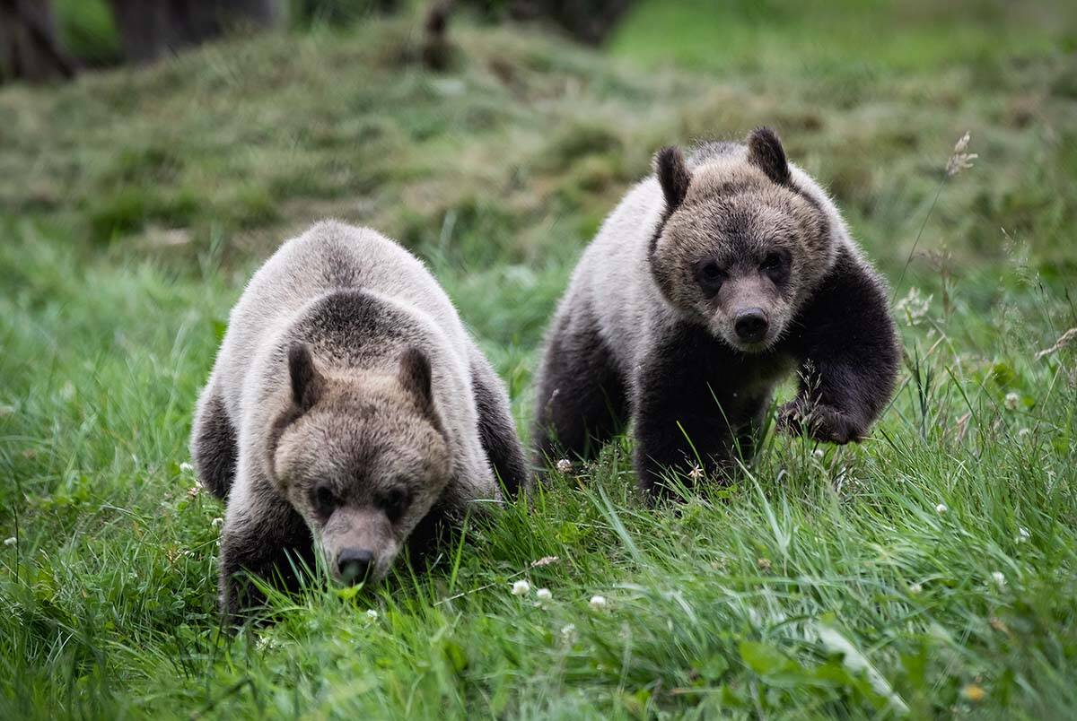 Two orphaned grizzly bear cubs run while playing at the Greater Vancouver Zoo on July 8, 2020. Records obtained by non-profit Fur-Bearers show 77 bears cubs and juveniles were euthanized in B.C. in 2021. THE CANADIAN PRESS/Darryl Dyck