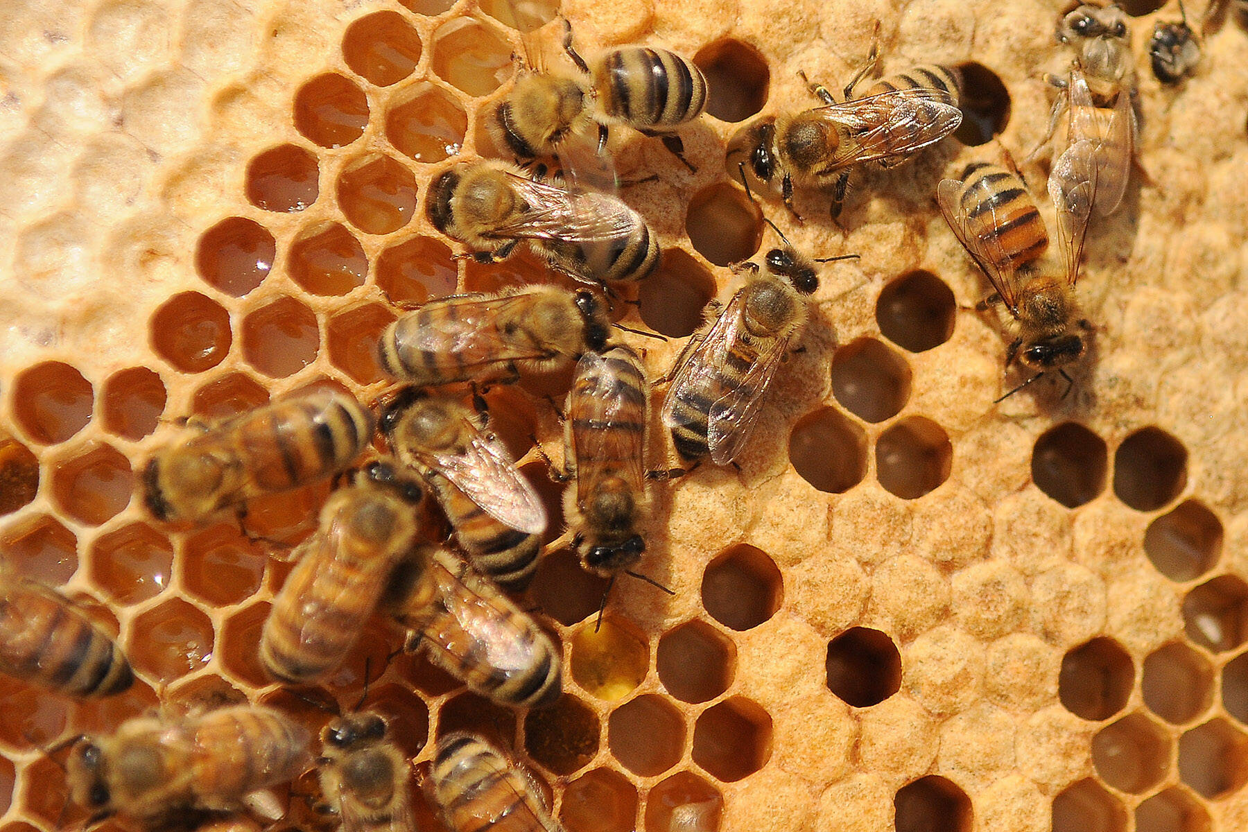 Bees are seen on honeycomb in Chilliwack on July 17, 2012. Friday, May 20, 2022 is World Bee Day. (Jenna Hauck/ Chilliwack Progress file)