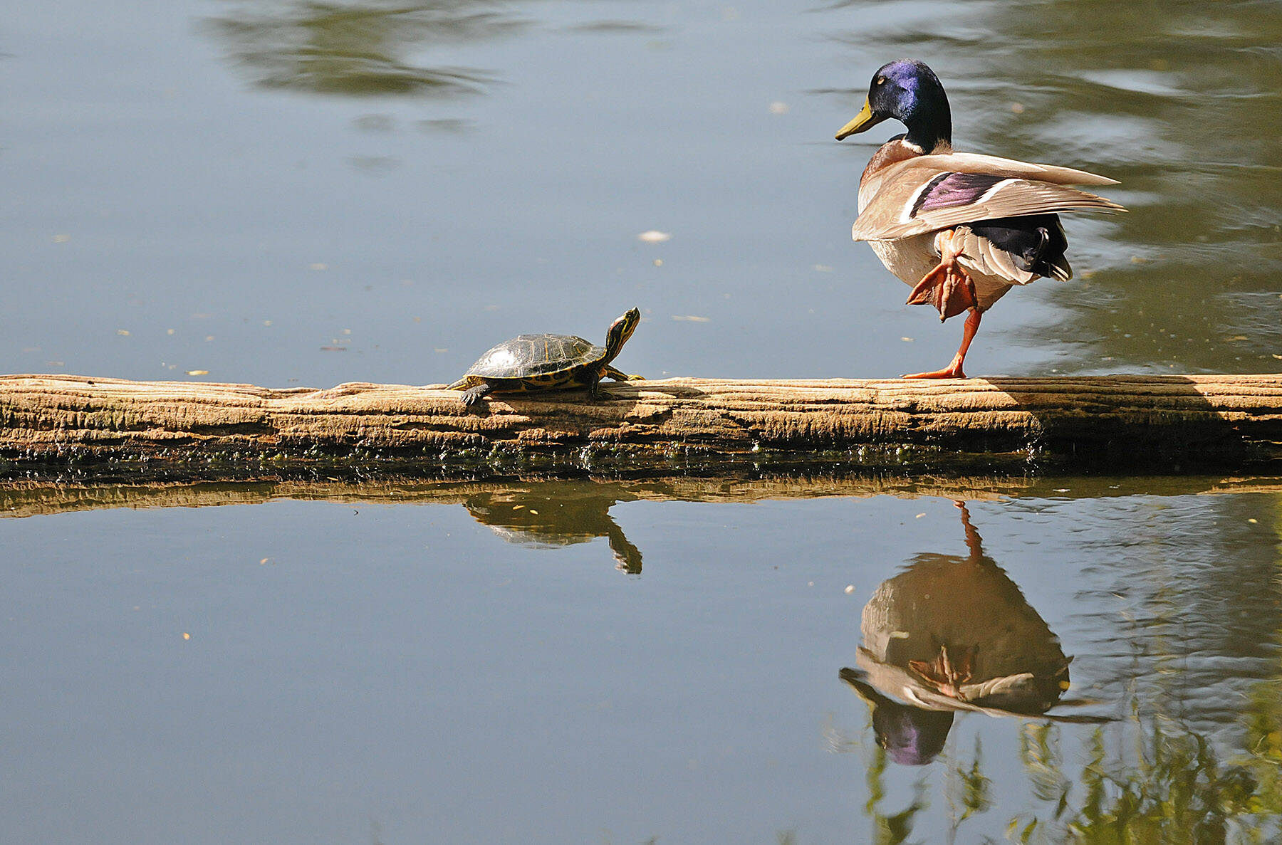 A turtle and a duck share a sunbathing log at Sardis Park in Chilliwack on April 9, 2015. Monday, May 23, 2022 is World Turtle Day. (Jenna Hauck/ Chilliwack Progress)