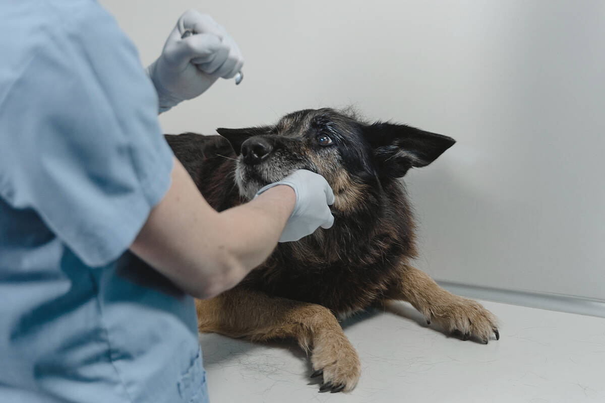 Necrotizing fasciitis, a disease that is difficult and expensive to treat and often fatal, has cropped up in six dogs in Nanaimo, Parksville and Qualicum Beach since October. (Stock photo)