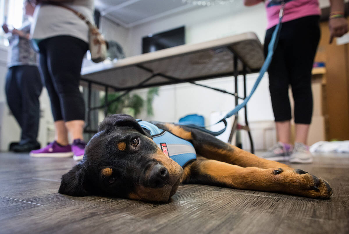 A rottweiler puppy waits to be examined by a veterinarian during a free animal health care clinic for the pets of low or no income residents, in Abbotsford in 2019. A May 2022 B.C. small claims decision involving a rottweiler demonstrates the complexity of shared pet custody. THE CANADIAN PRESS/Darryl Dyck