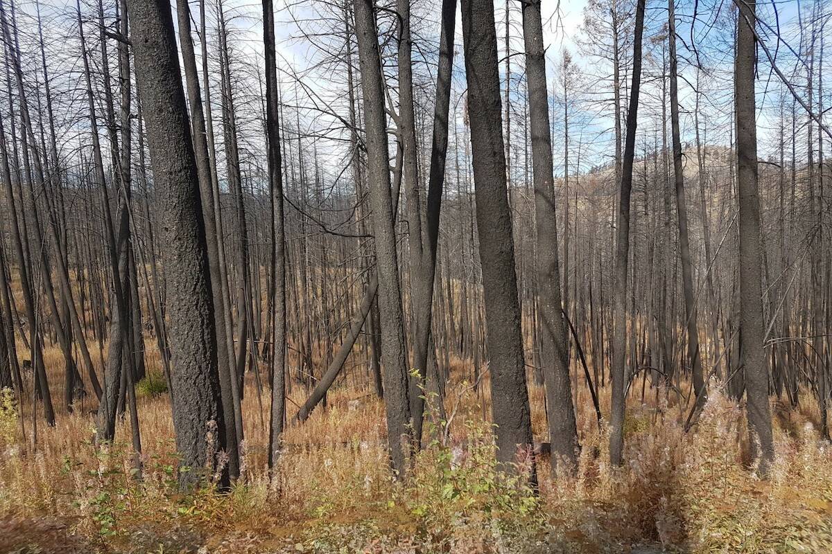 Forest fire aftermath from Rock Creek wildfire. Provided by Jesse Zeman.