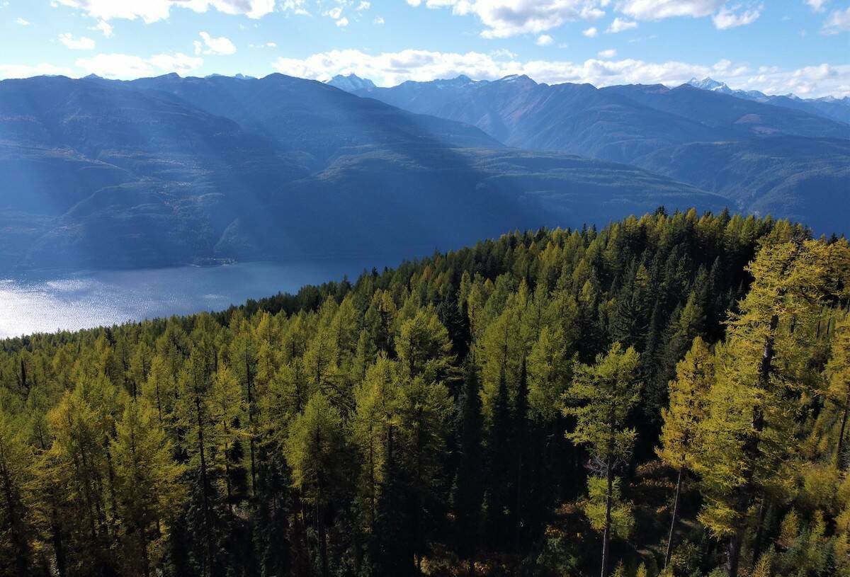 Forest at the Argenta-Johnsons Landing Face, with Kootenay Lake in the distance. Photo: Wilderness Committee