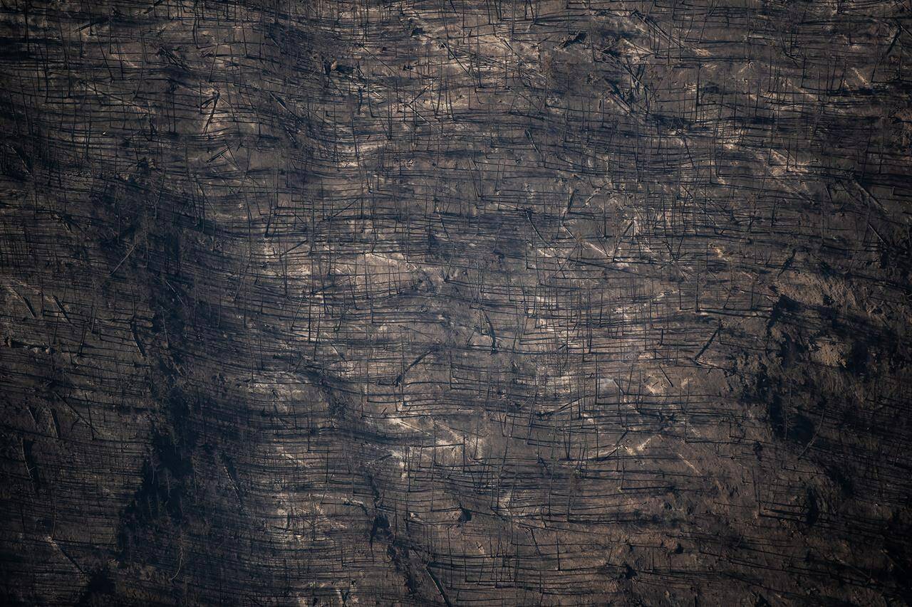 Burned trees are seen in the aftermath of the July 2021 White Rock Lake wildfire, in this aerial view southeast of Kamloops, British Columbia, on Thursday, August 12, 2021. THE CANADIAN PRESS/Darryl Dyck