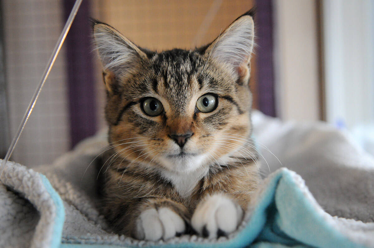 Keith, a three-month-old kitten, is pictured on Nov. 4, 2020 at the Chilliwack SPCA. July 10, 2022 is Kitten Day. (Jenna Hauck/ Chilliwack Progress file)
