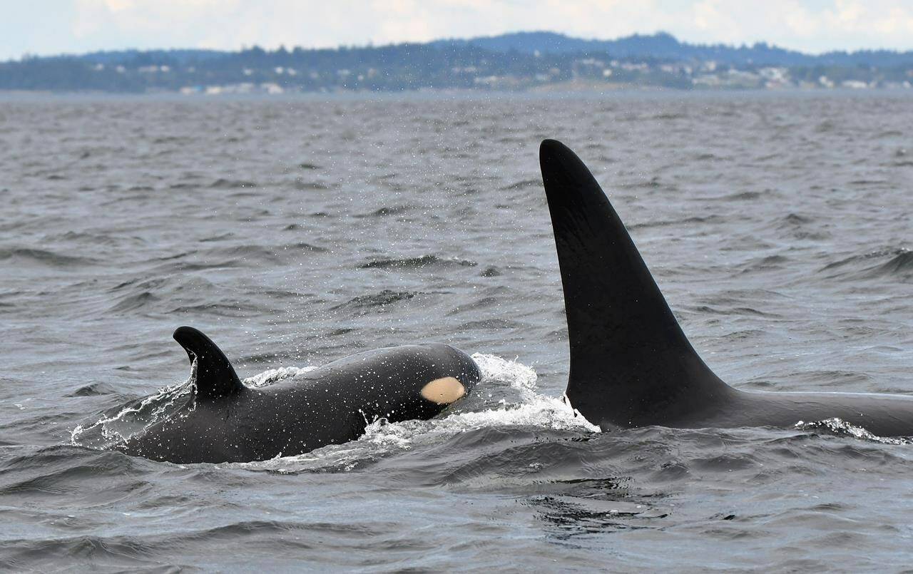 A young southern resident killer whale (left), shown in a handout photo, spotted swimming in the waters off the west side of Vancouver Island now has a name. The Center for Whale Research based in Washington state says it has dubbed the latest addition to K Pod as K45 after staff spotted it in a tight group with other family members northeast of Race Rocks on Saturday. CANADIAN PRESS/HO-Centre for Whale Research