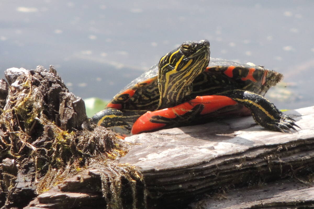 Invasive species threaten wildlife, including the Painted Turtle. (CSISS)