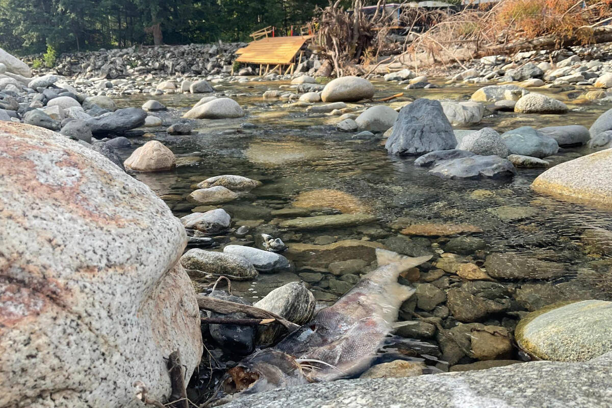 Protect the Planet sent out images, videos and a press release documenting a reported early spawning season in the Coquihalla River in Hope. They want the government to intervene and stop the construction process of the Trans Mountain pipeline. (Submitted photo)