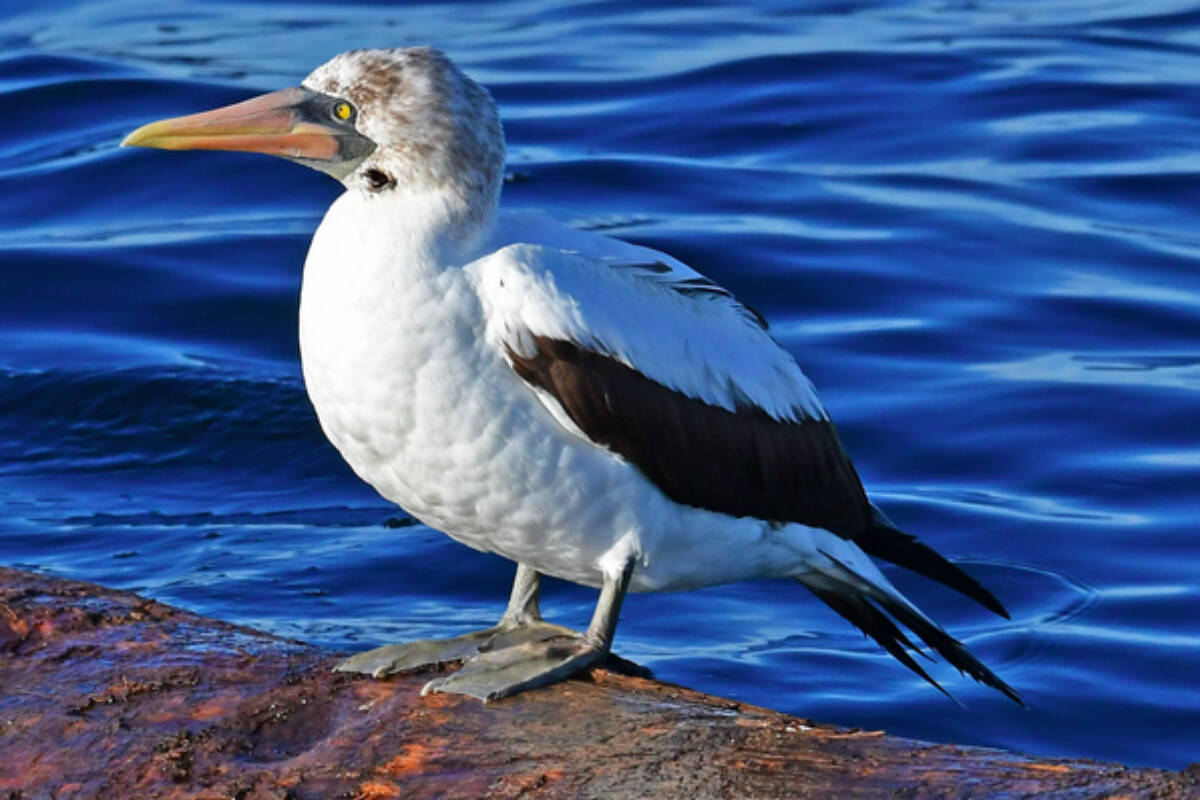 A Nazca booby rests on driftwood approximately four nautical miles south from the Trial Islands Ecological Reserve on July 24. Whale watcher Tasli Shaw sighted the bird, which only breeds as far north as southern California, for the first time on record in the Victoria Harbour Migratory Bird Sanctuary the day before. (Photo by Matt Stolmeier)