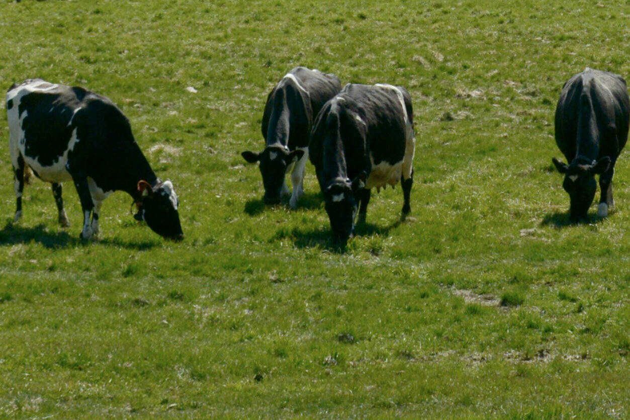 Dairy cattle grazing on pasture. (File photo)