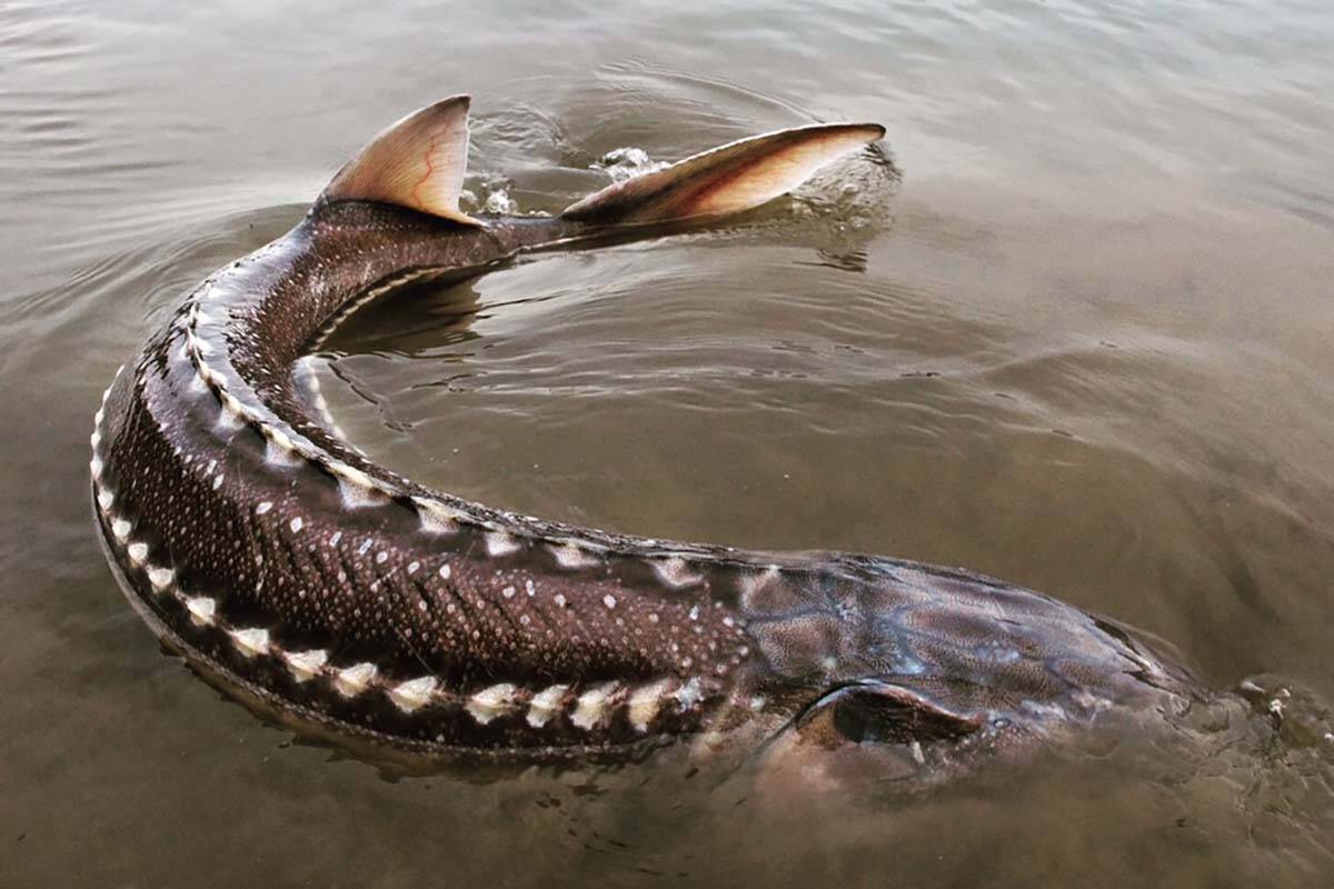 A white sturgeon is seen in B.C. waters after being captured during sampling by the Fraser River Sturgeon Conservation Society in an undated handout photo. British Columbia government scientists are asking for the public’s help to solve a mystery after 11 of the iconic and endangered fish were recently found dead in the river in central B.C. THE CANADIAN PRESS/HO-Fraser River Sturgeon Conservation Society