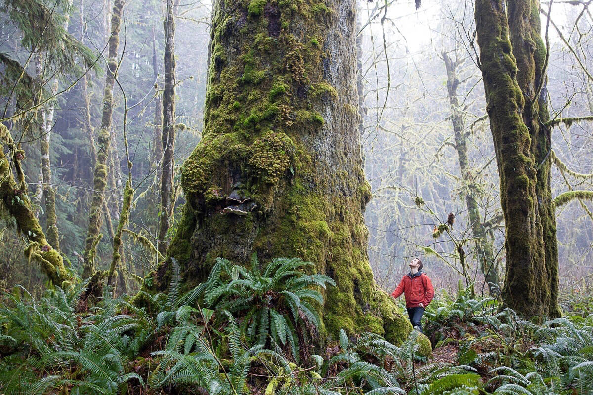 Ancient Forest Alliance campaigner and photographer TJ Watt stands next to a giant Sitka spruce in the Mossome Grove near Port Renfrew. (TJ Watt photo)