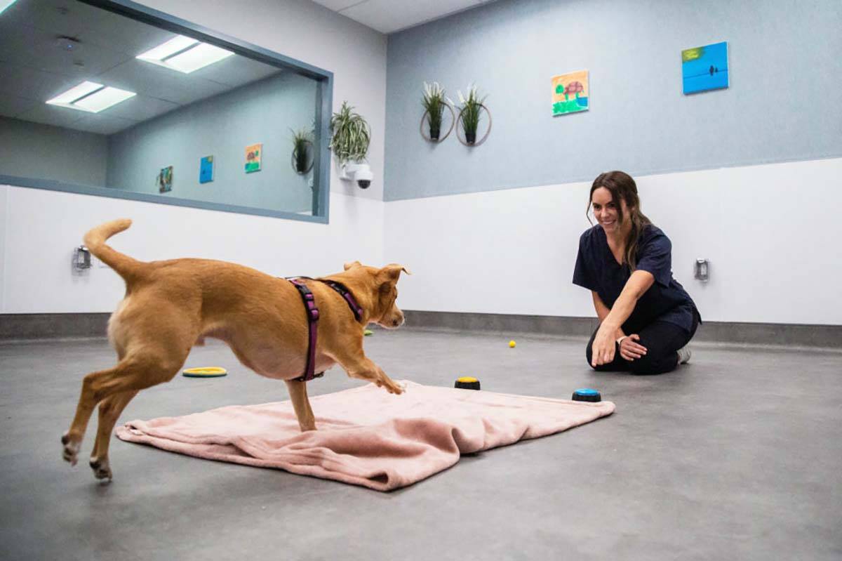 University of B.C. PhD student Bailey Eagan and her dog Rupert demonstrate the new Human-Animal Interaction Lab at UBC. (Photo credit: Lexis Ly/UBC)
