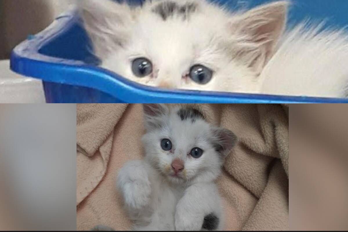 Top photo is baby Yoga, scared and bottom is happy Yoda today. (OHS)