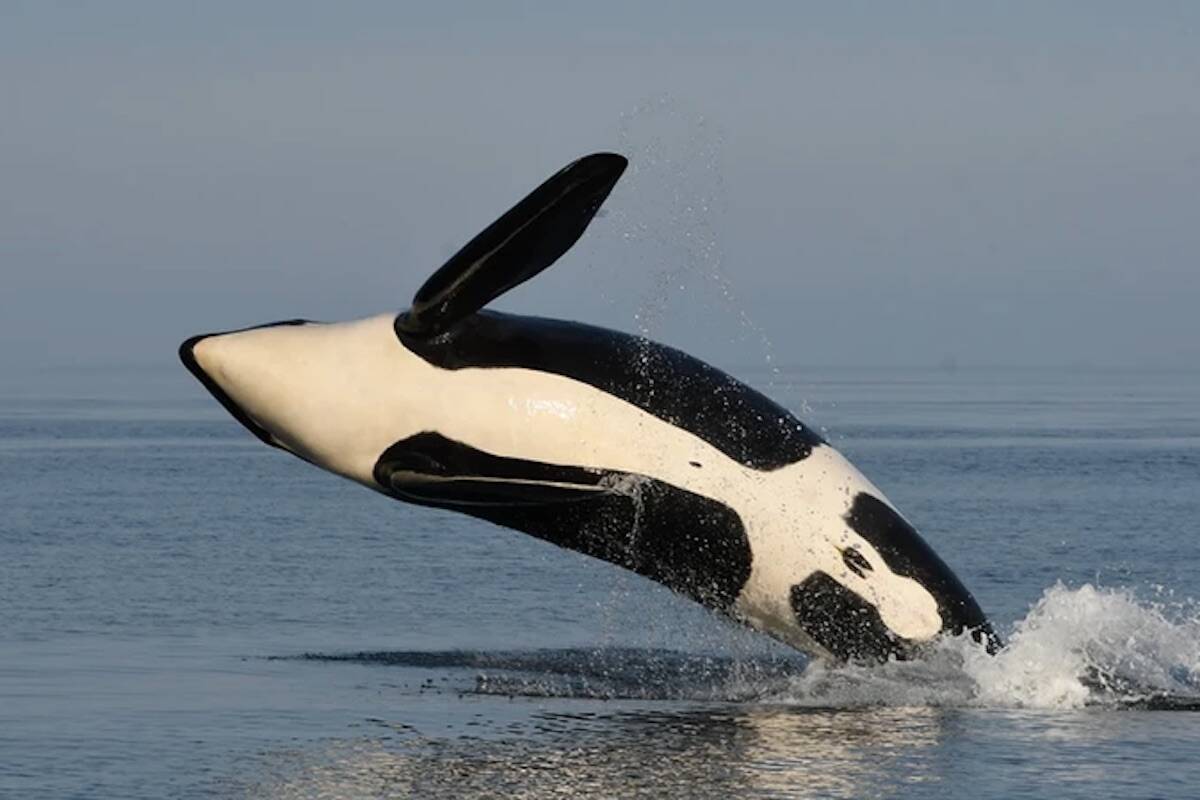 Southern resident killer whale L89 has been pronounced dead after not being seen at all in 2022. The male is seen here in a photograph taken in 2020. (Courtesy of the Centre for Whale Research)