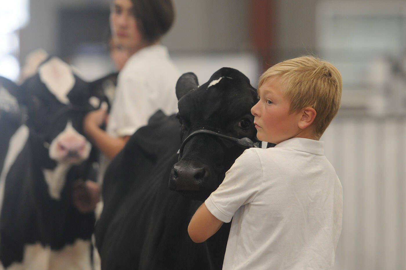 Isaac Bosma, 9, of Chilliwack shows his cow during a 4-H competition at the 150th annual Chilliwack Fair on Friday, Aug. 5, 2022 at Chilliwack Heritage Park. Sunday, Oct. 2, 2022 is World Farm Animals Day. (Jenna Hauck/ Chilliwack Progress file)