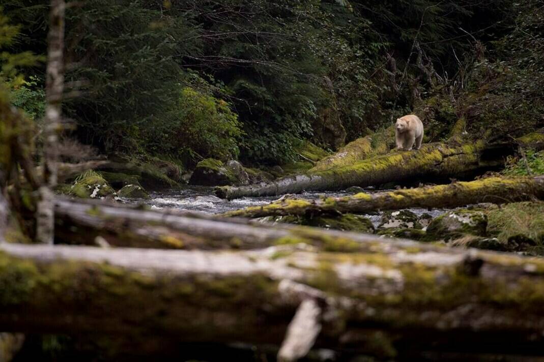 A Kermode bear, better know as the Spirit Bear is seen fishing in the Riordan River on Gribbell Island in the Great Bear Rainforest, B.C. on Sept, 18, 2013. The worsening effects of climate change are compounding the historical loss of B.C.’s old-growth forests, says the co-author of a new paper that shows decades of logging on the province’s central coast targeted the highest-value forests first. THE CANADIAN PRESS/Jonathan Hayward