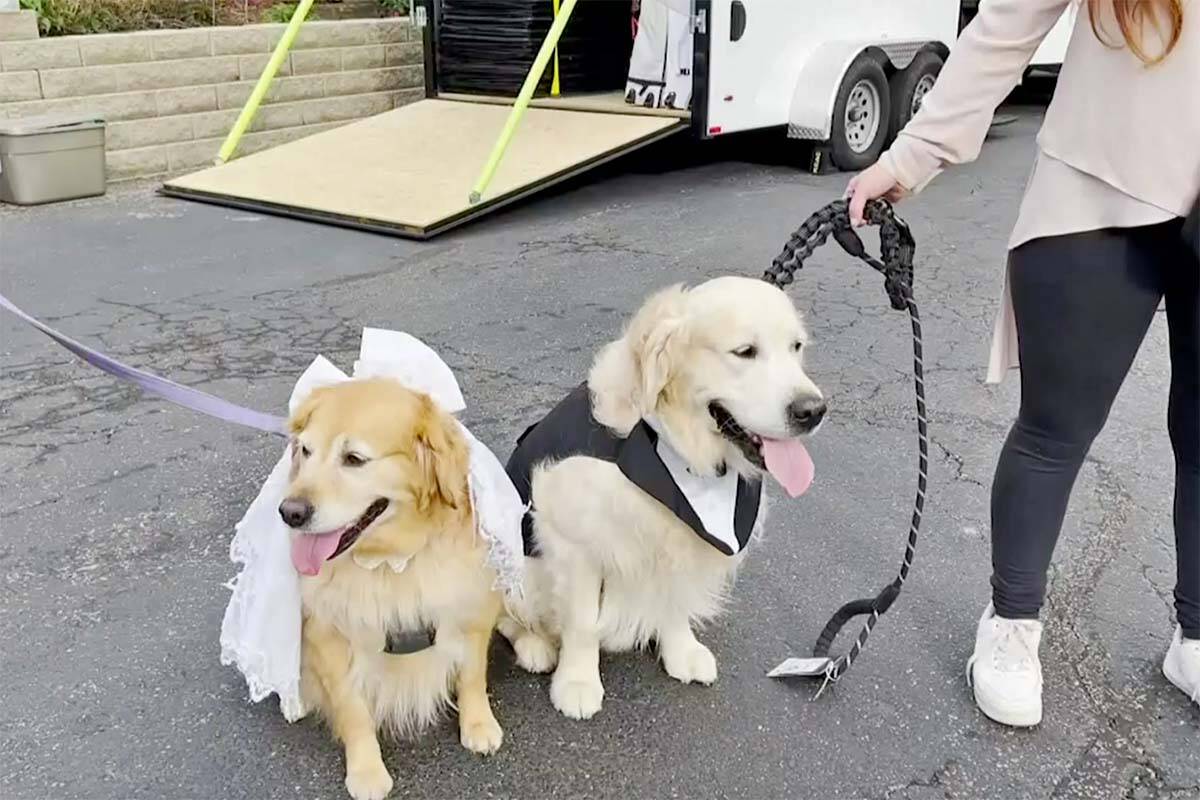 Over 100 dogs gathered in Illinois to try and break the world record for the largest dog wedding ceremony. (The Associated Press/screenshot)