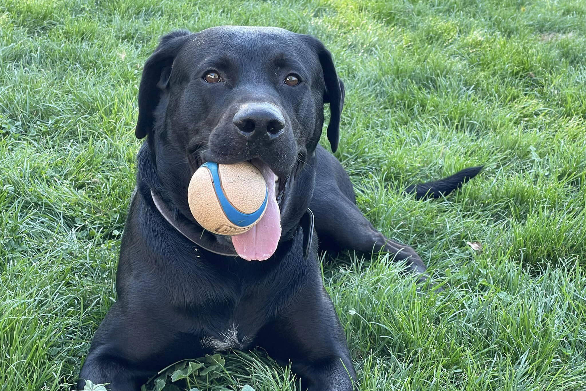 Vador, a 3-year-old lab mix, came into care of Penticton Dog Control as a stray but now is up for adoption as it turned out his owner was one of two found dead in an Oliver travel trailer on Oct. 1. (Penticton Dog Control Facebook)