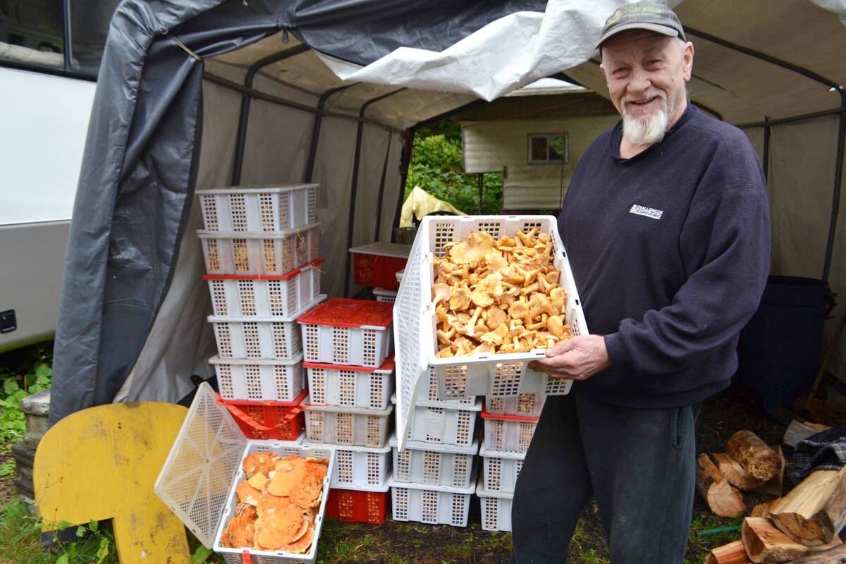 West Coast mushroom buyer Butch Sheaves holds a crate of pricey chanterelles. (Nora O’Malley photo)