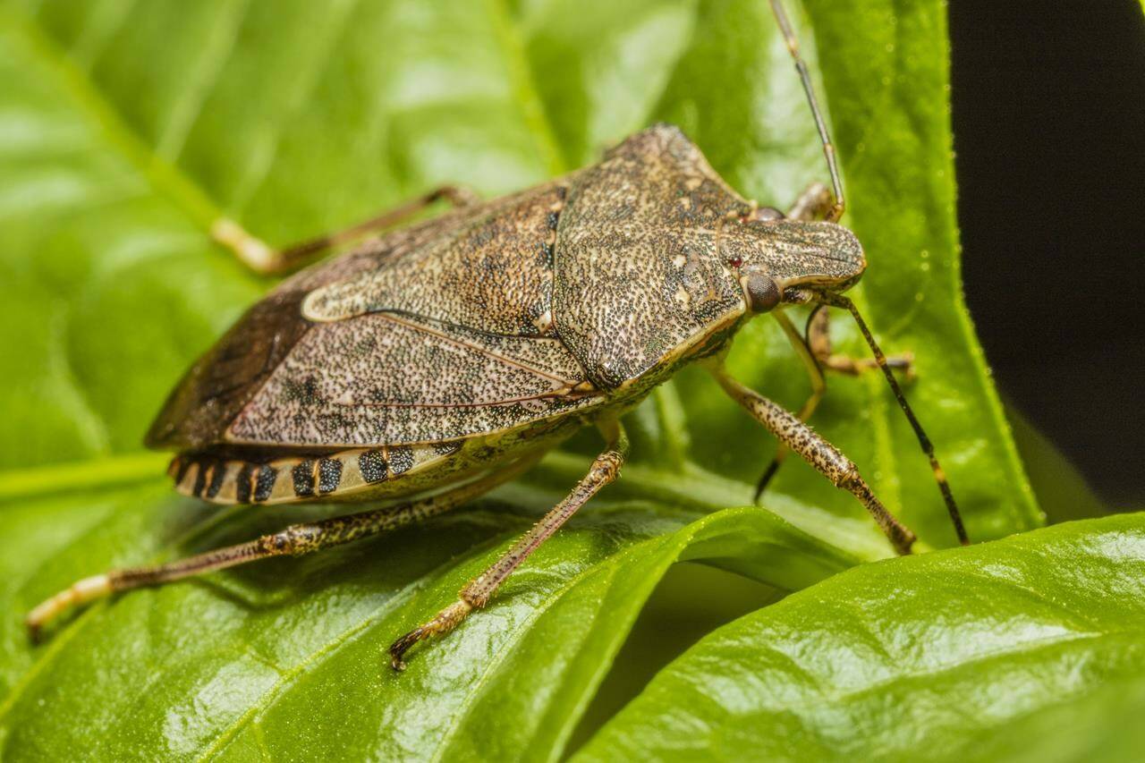 The brown marmorated stink bug, seen in an undated handout photo, is an invasive species in British Columbia. Experts say the aromatic insect is thriving thanks to unseasonably warm weather. THE CANADIAN PRESS/HO-Warren Wong