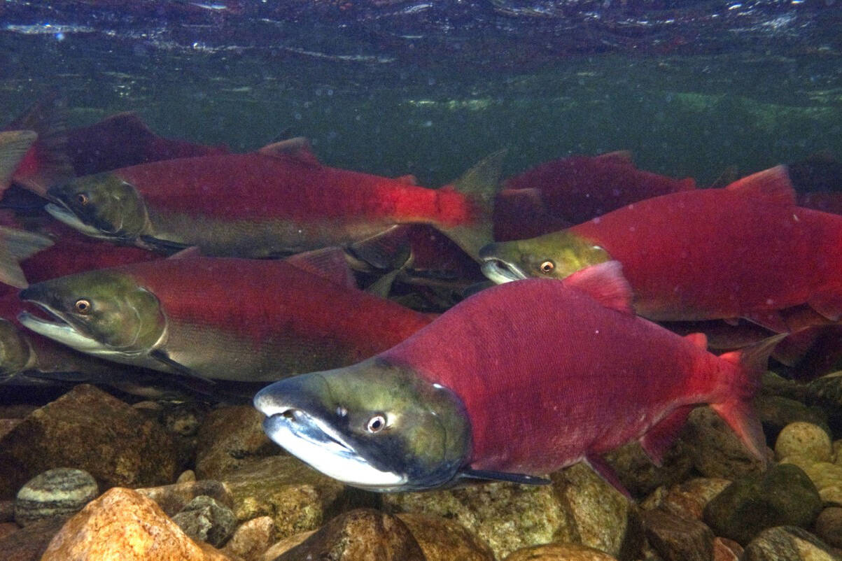 Humped and hooked-nose male sockeye and females swimming up river to spawn. (Lyle Berzins photo)