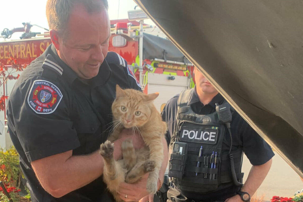 Cpt. Jered Blaikie of Central Saanich Fire Department holds up the male Tabby he and his colleagues from Central Saanich Fire Department with assistance from Central Saanich Police Service helped rescue Saturday afternoon. (Facebook/Central Saanich Fire Department)