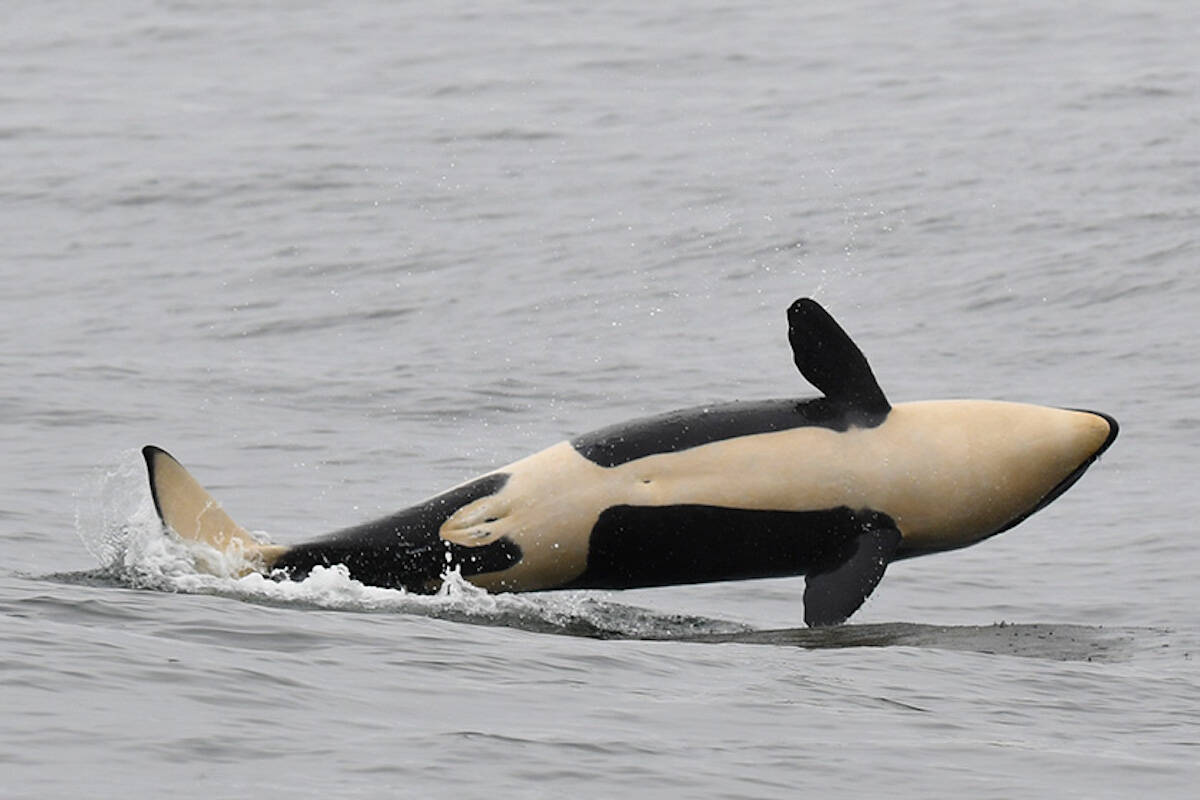 Southern resident killer whale calf, named K45, has been identified as a girl. (Courtesy of Fisheries and Oceans Canada)