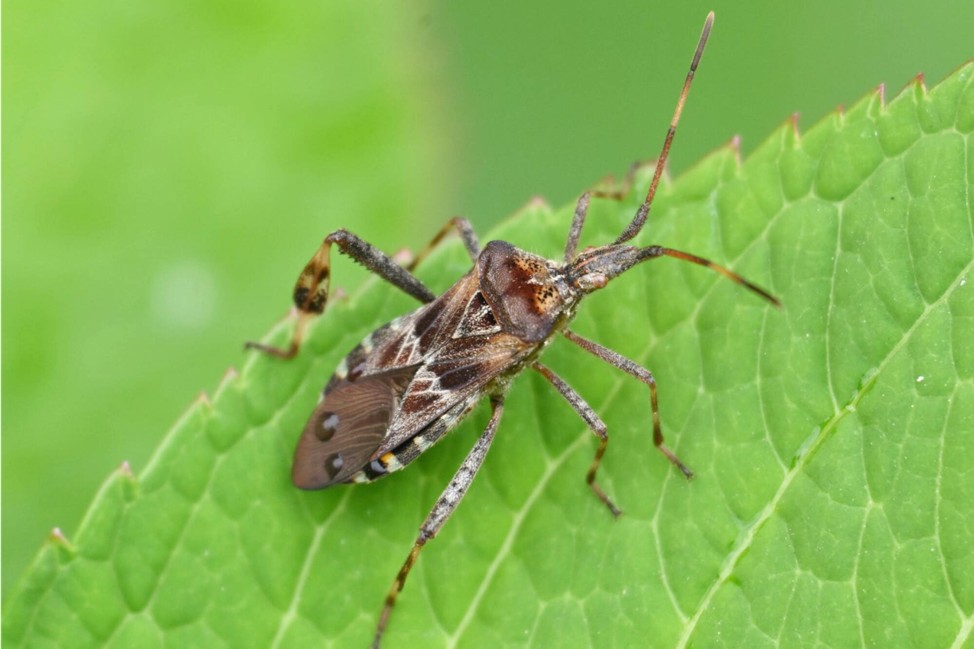 This adult western conifer seed bug is exploring for a place to spend the winter. (John G. Woods photo)