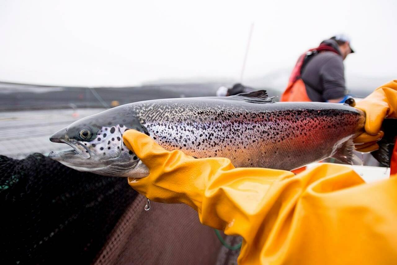 An Atlantic salmon is seen during a Department of Fisheries and Oceans fish health audit at the Okisollo fish farm near Campbell River, B.C. Wednesday, Oct. 31, 2018. The executive director of British Columbia’s salmon farmers association says a formalized consultation process for the future of the industry is welcome after several years of “ad hoc” discussions stemming from the Liberal government’s pledge in 2019 to end open-net pen salmon aquaculture off B.C.’s coast.��THE CANADIAN PRESS /Jonathan Hayward
