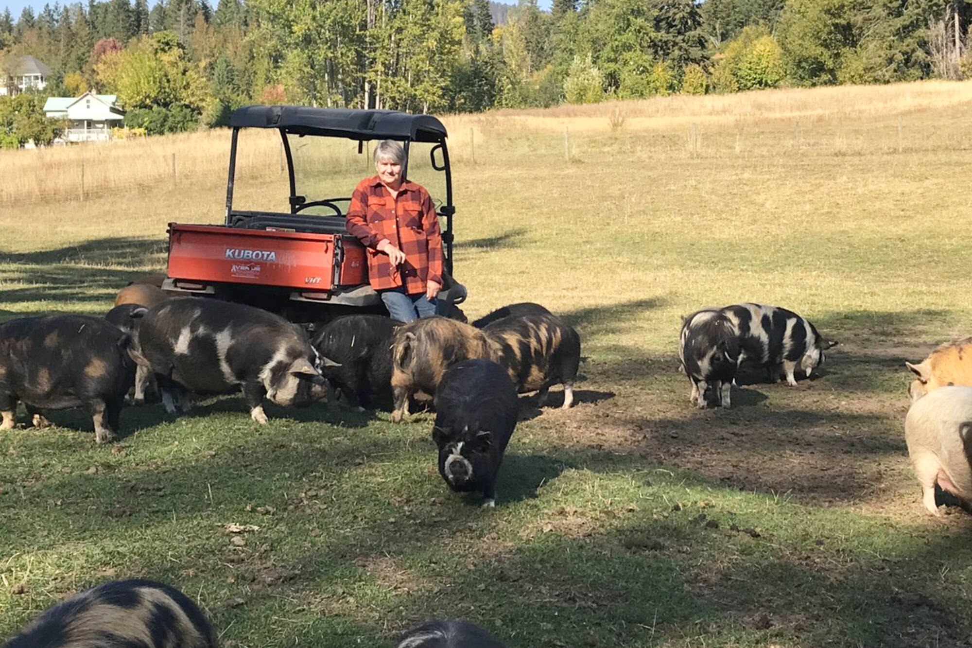With the closure of Rocana Meats, and having no suitable alternative, Deb Sterritt of Grand View Family Farm near Salmon Arm is selling the farm’s breeder Kunekune pigs. (Contributed)