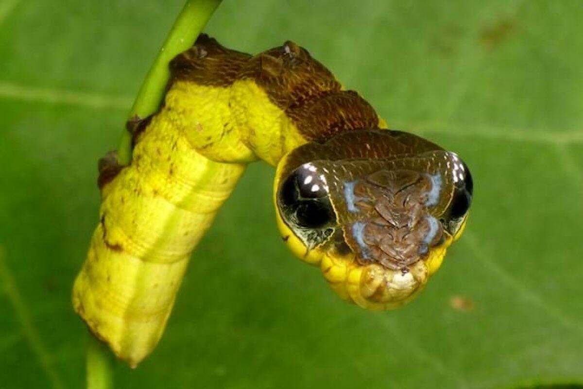 Hawk moth caterpillar (Photo - @ttjesje/Twitter)