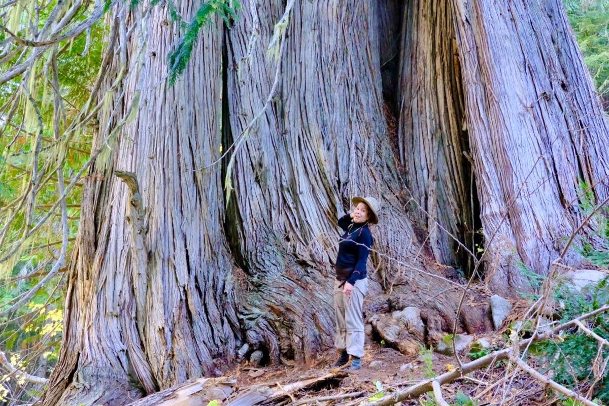Biologist Rosie Wijenberg at a grove of eight western red cedars in the Russell Creek area of the West Kootenay. These trees are temporarily protected from logging because they are in an old growth deferral area. Photo: Bill Metcalfe