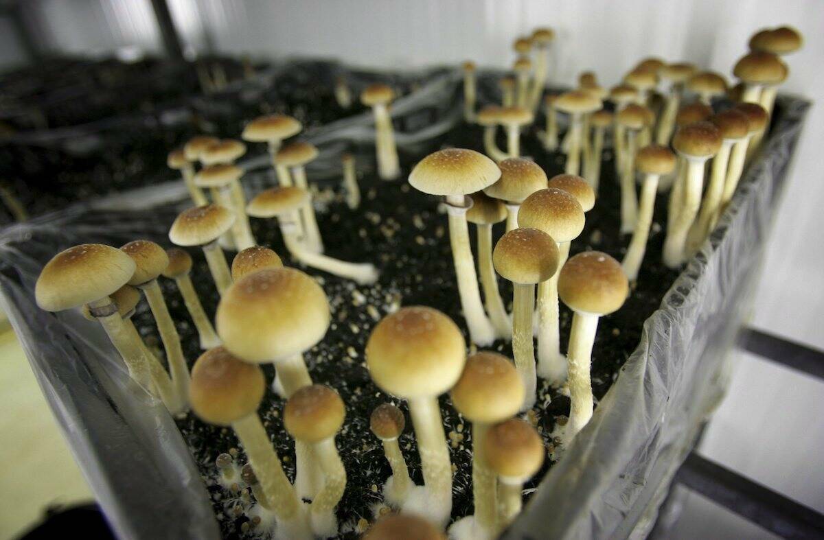 FILE - In this Aug. 3, 2007, file photo, psilocybin mushrooms are seen in a grow room at the Procare farm in Hazerswoude, central Netherlands. (AP Photo/Peter Dejong, File)