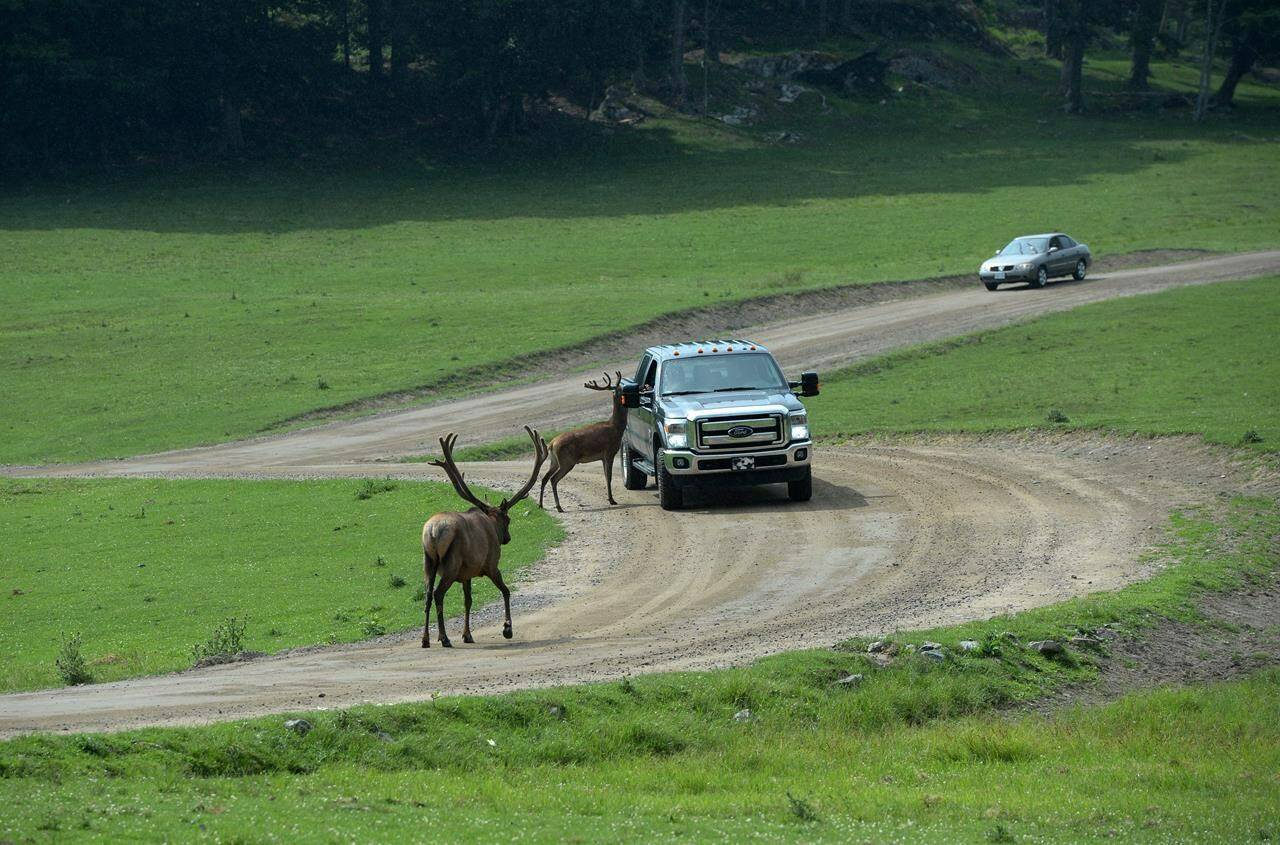 Cars make their way among the elk at Omega animal park in Montebello, Que., on Wednesday, July 13, 2016. Two Quebec men will appear in a Gatineau, Que., court today after they were charged for allegedly breaking into the park and killing three wild boars and an elk. THE CANADIAN PRESS/Sean Kilpatrick