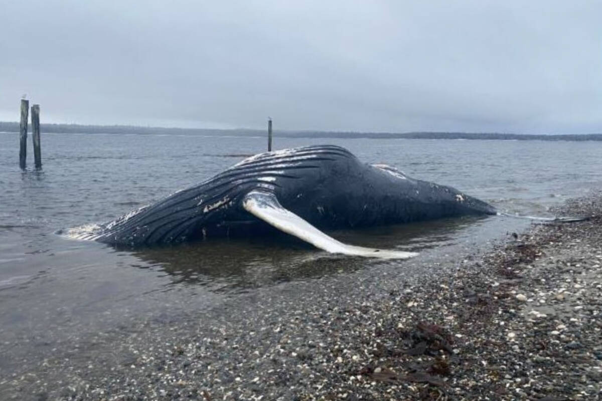 Two dogs are sick from eating the meat of a humpback whale carcass just south of Masset in Haida Gwaii. (Photo: supplied)