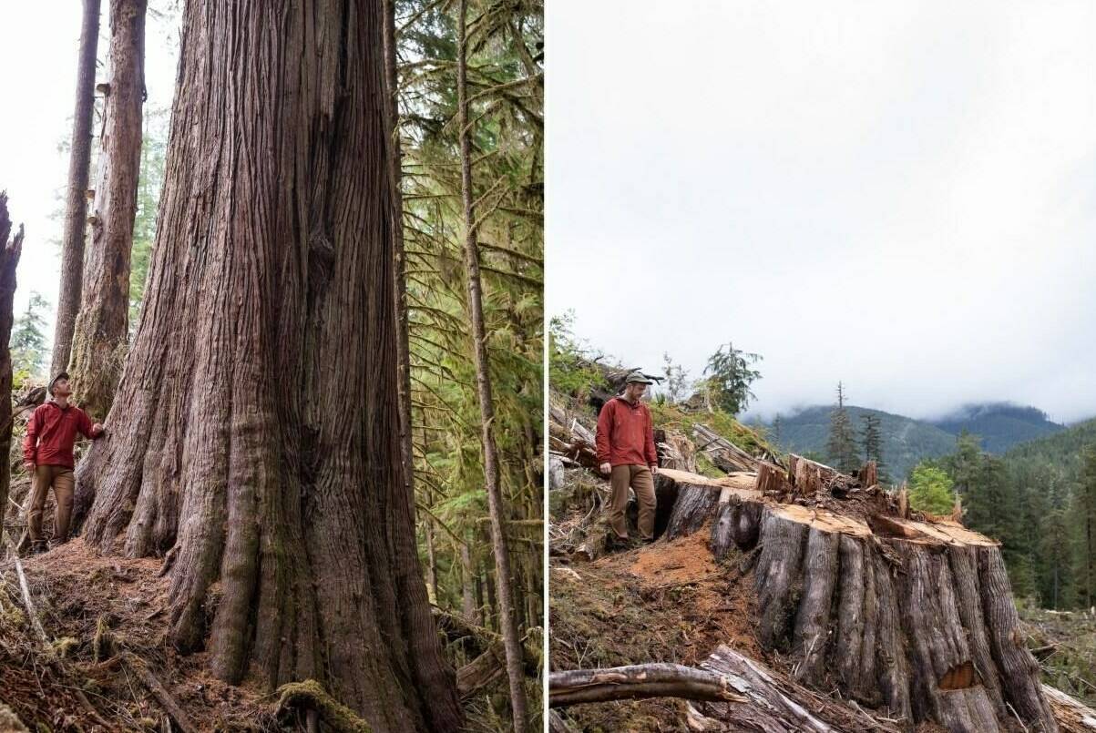 TJ Watt stands beside a giant red cedar tree, left, before (in September of 2021) and after (in May of 2022) it was cut in an old-growth forest in the Caycuse watershed in Ditidaht First Nation territory on Vancouver Island, B.C. in this combination handout photo. THE CANADIAN PRESS/HO, TJ Watt