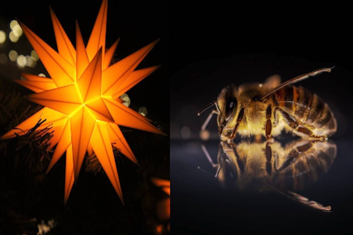 Stars and Stingers in Golden.