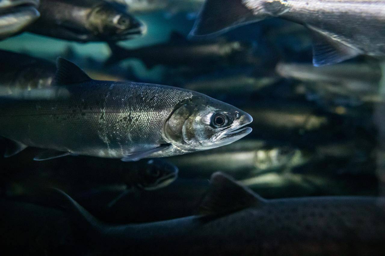 Coho salmon swim at the Fisheries and Oceans Canada Capilano River Hatchery, in North Vancouver, on Friday July 5, 2019. The federal government is offering to buy Pacific salmon commercial fishing licences off anyone looking to get out of the industry as it tries to protect dwindling salmon stocks. THE CANADIAN PRESS/Darryl Dyck