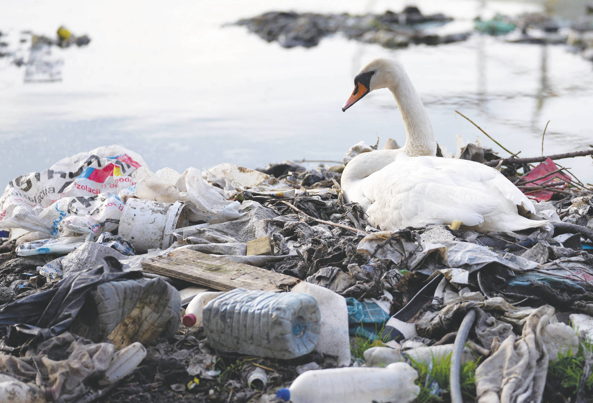 FILE - A swan stands between dumped plastic bottles and waste at the Danube river in Belgrade, Serbia, April 18, 2022. (AP Photo/Darko Vojinovic, File)