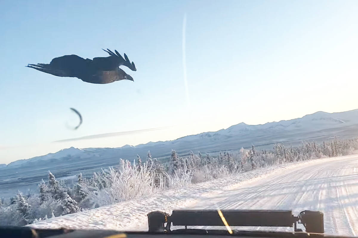 Raven flies alongside a vehicle driven by Alex Lavoie and Jodi Young on the Dempster Highway in Yukon. YouTube screenshot