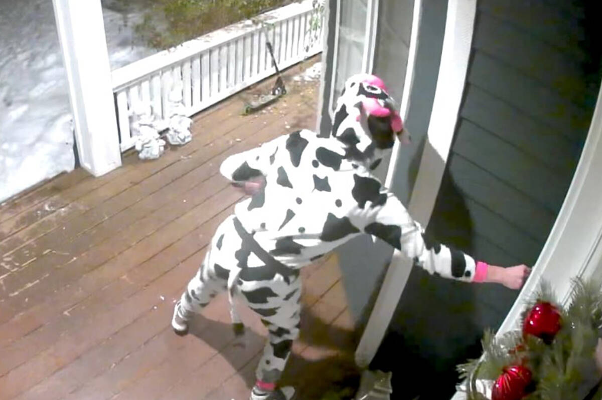 The “mischievous cow” in action Dec. 3. Photo courtesy Campbell River RCMP
