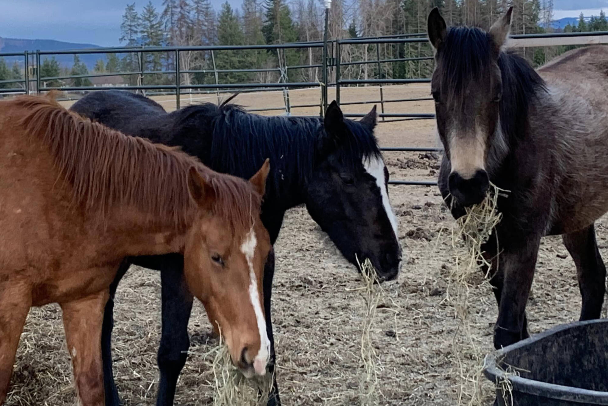 Three of the horses in care at Salmon Arm’s BC Horse Angels. Luke, in the middle, died of nitrate poisoning the week of Dec. 18 2022, from tainted hay. Two other horses died during the week as well. (BC Horse Angels/ Facebook)