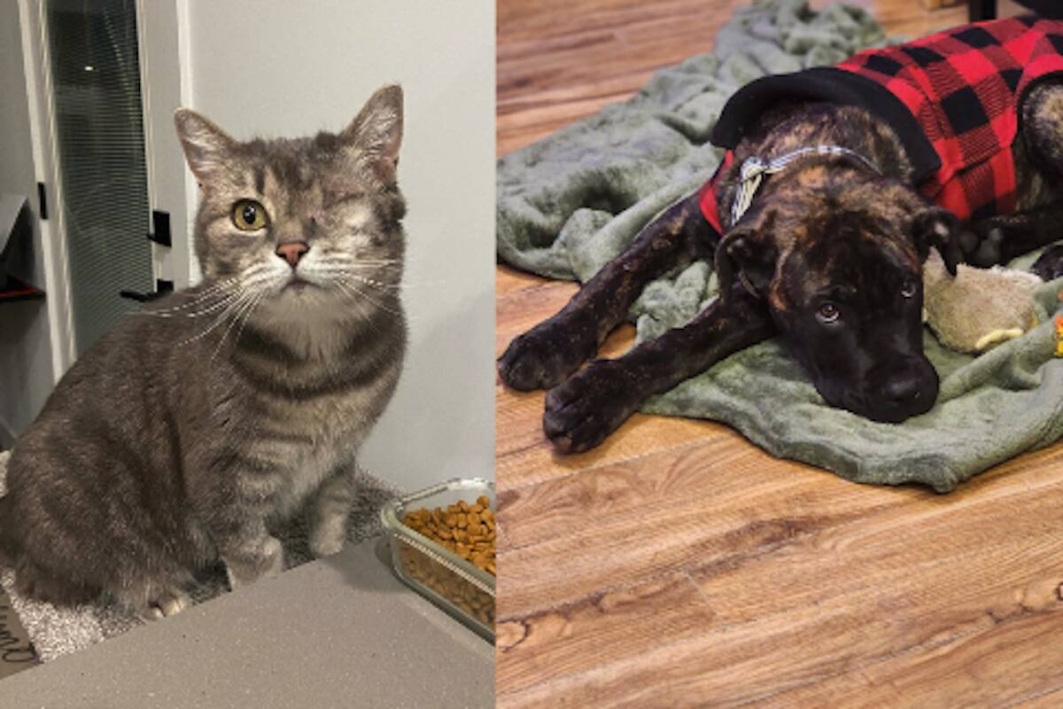Tanny the cat and Magnus the dog were rescued by OHS. (OHS)