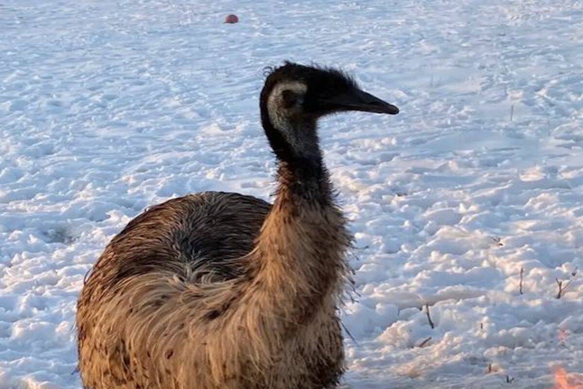Pet emu Blue is missing in Kelowna. (Tristyn Hay/Facebook)
