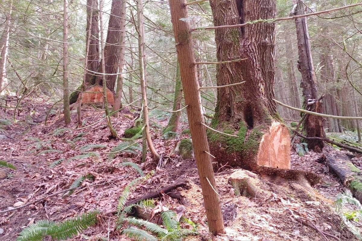 Illegal harvests of maple burls is a common problem in the Agassiz-Harrison area. Agassiz RCMP are looking for the public’s help to prevent more trees from being killed by this poaching problem. (File Photo)