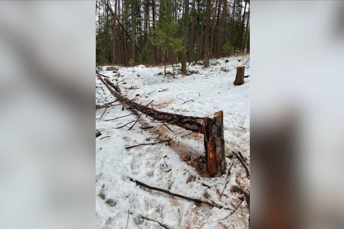 Approximately 30 trees have been illegally cut at Jack Seaton Park in Lake Country. (Taylor Conlin/Facebook)