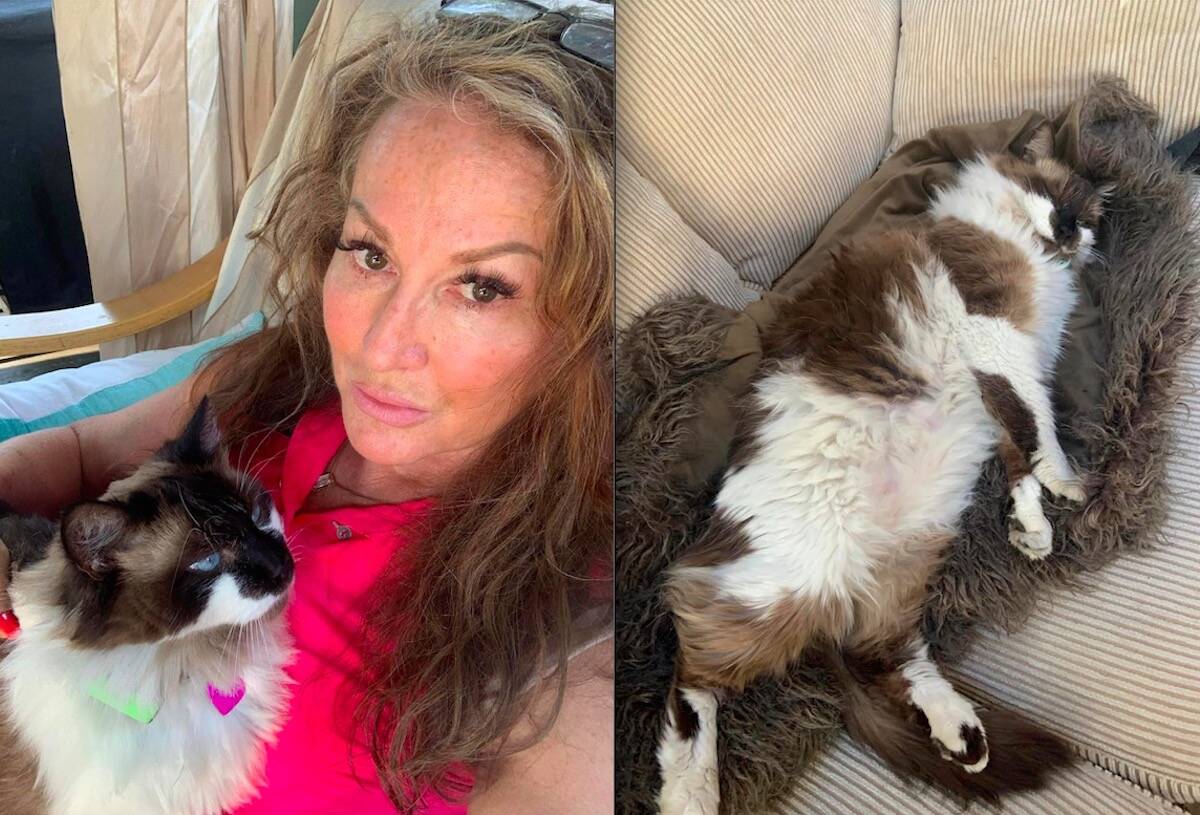 A Kelowna woman is cloning her cat Bear after he was killed at only five years old (Kris Stewart/ Facebook)