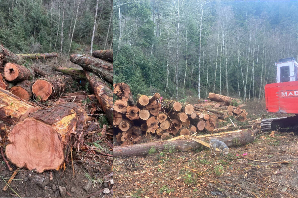 The Cascade Lower Canyon Community Forest says they are disappointed after discovering someone has stolen at least $15,000 worth of wood from them. (Matt Wealick)